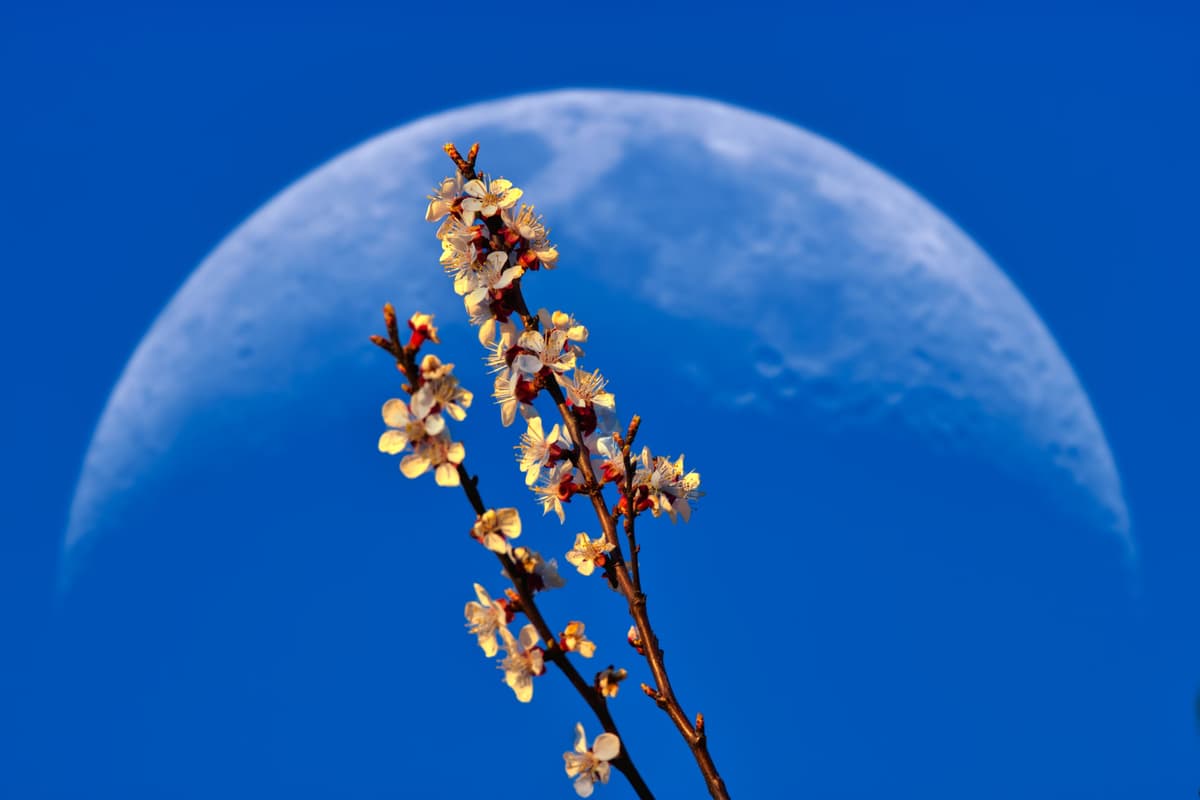 Branche fleurie sur fond de lune décroissante – Évocation poétique du rituel lunaire Ekadashi et de sa douceur introspective.